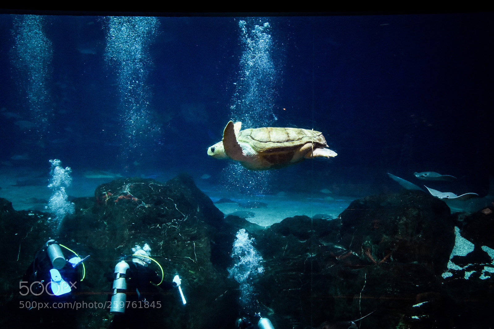 Nikon D7200 sample photo. Gotta go aquaman s photography