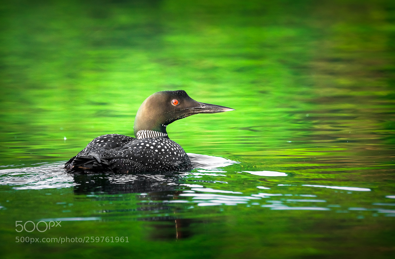 Sony SLT-A99V sample photo. Loon in bloom photography