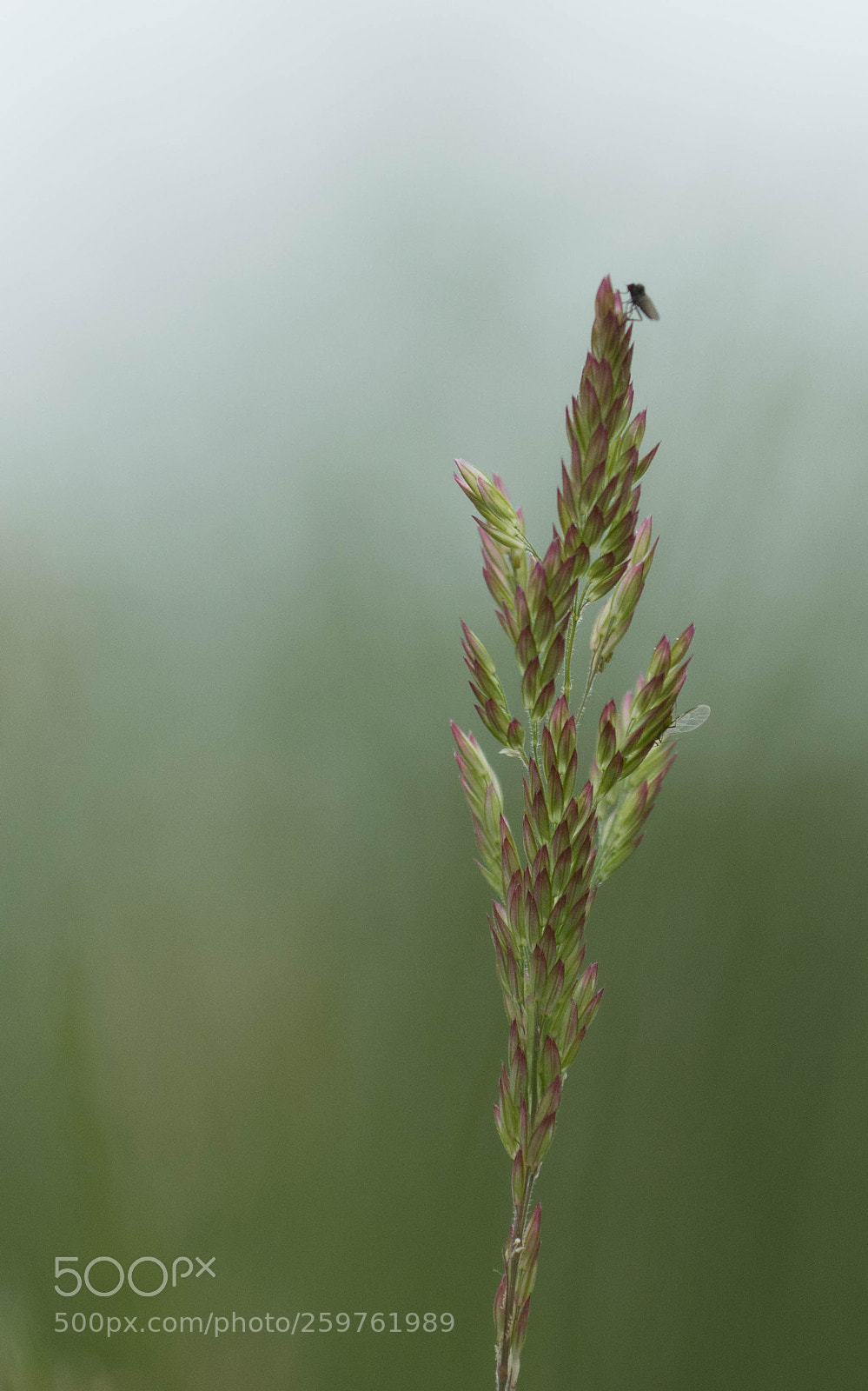 Nikon D7200 sample photo. Little fly high in photography