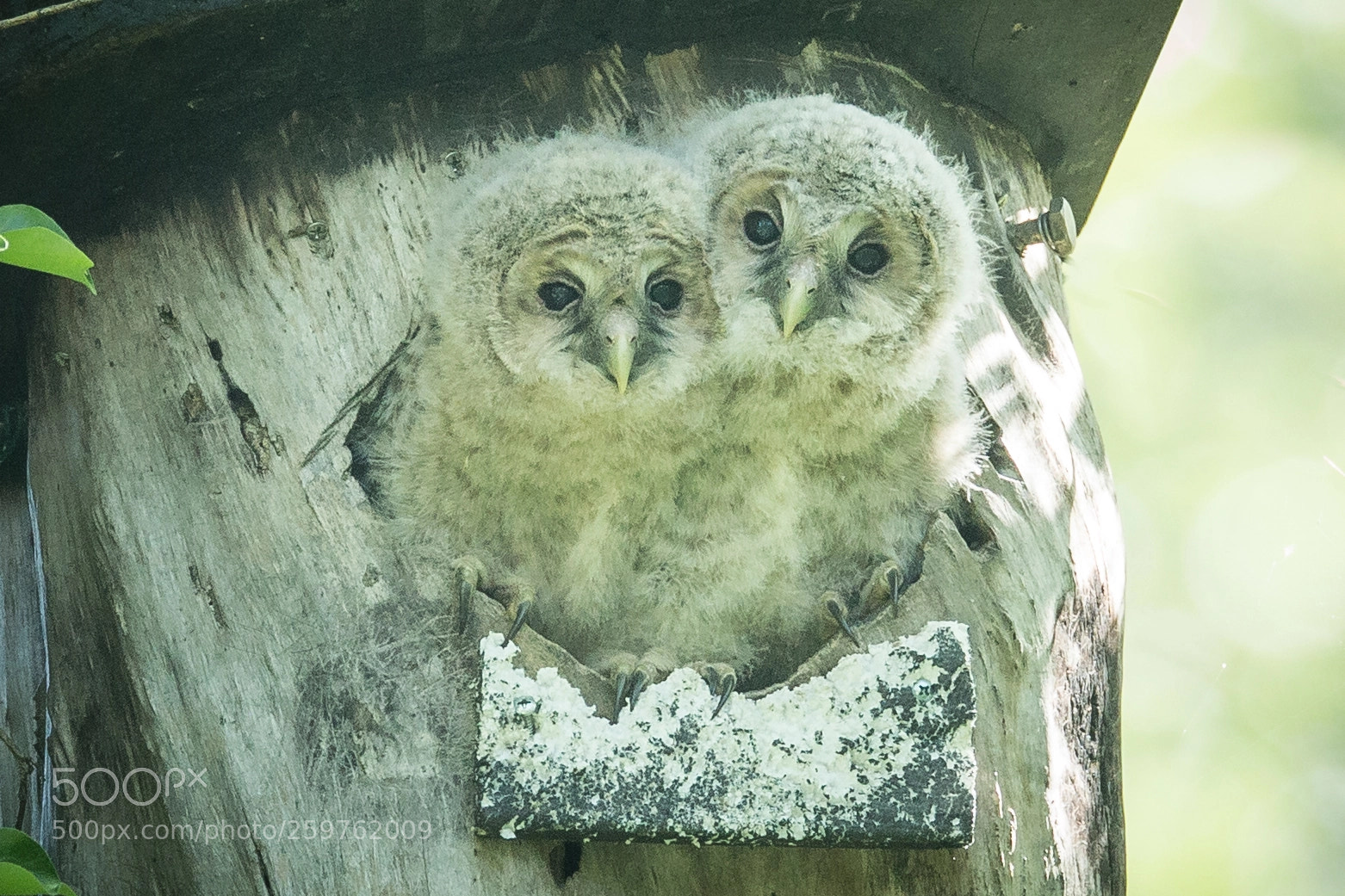 Canon EOS-1D X sample photo. フクロウの雛 photography