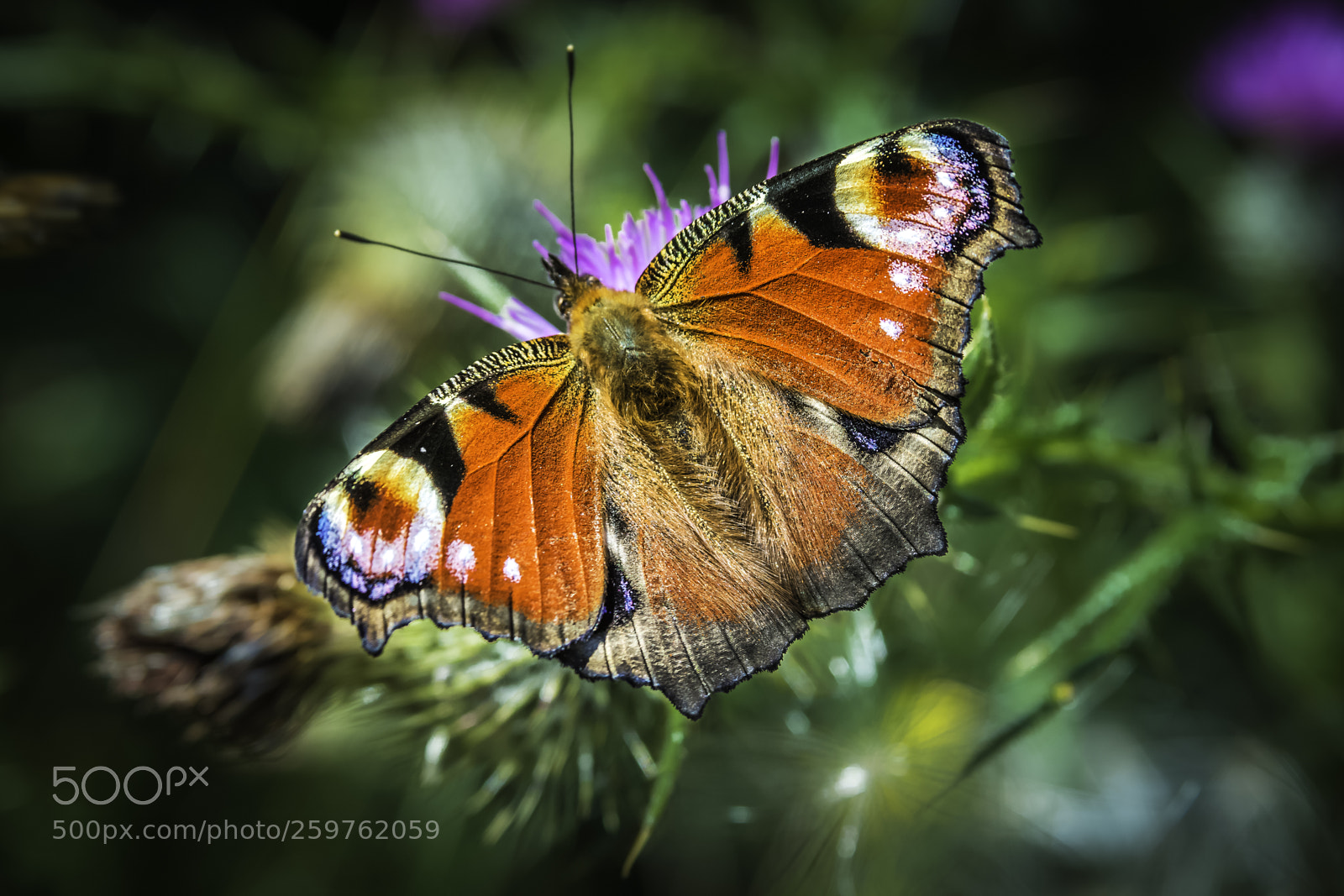 Canon EOS 70D sample photo. Peacock butterfly - lough photography