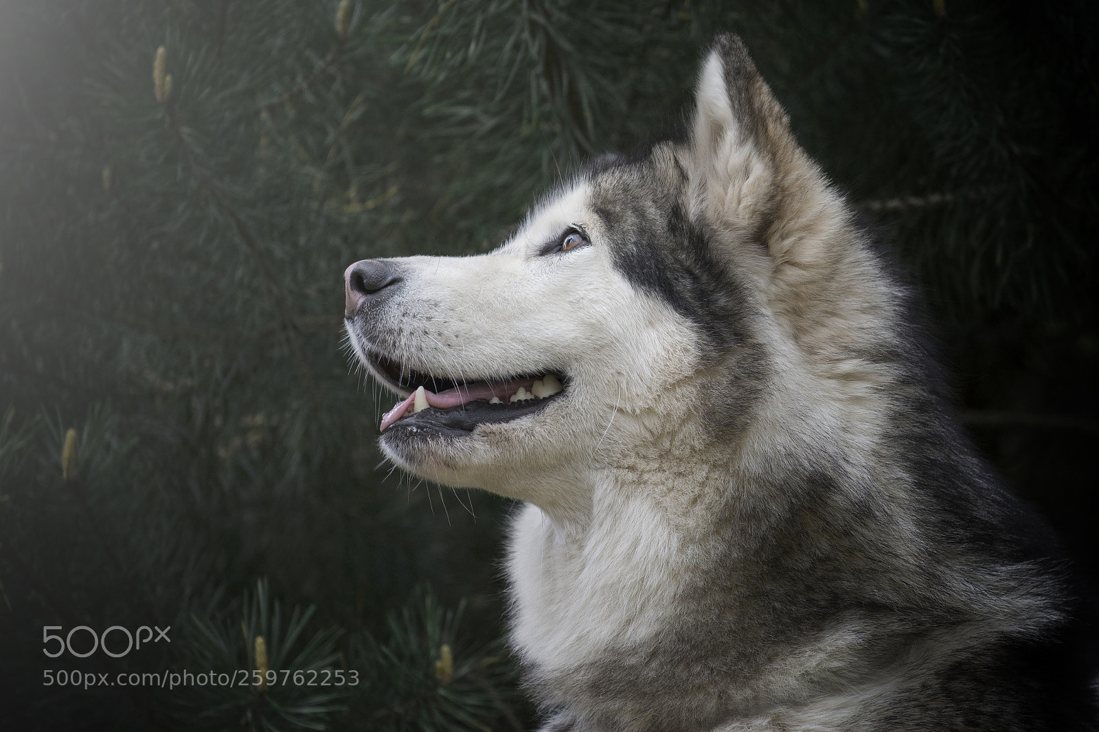 Nikon D7200 sample photo. Alaskan malamute photography