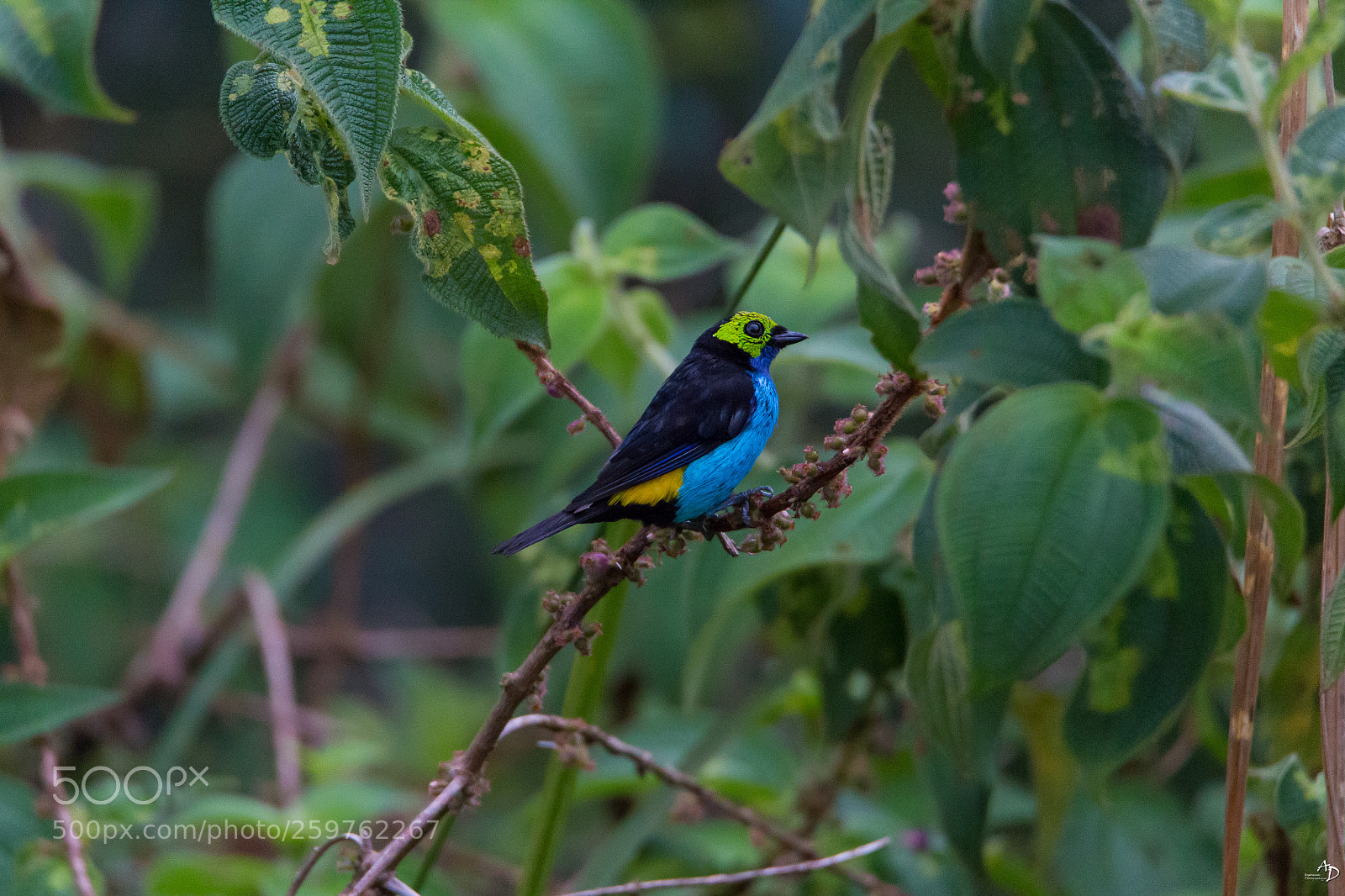 Canon EOS 6D sample photo. Calliste septicolore, tangara chilensis. photography
