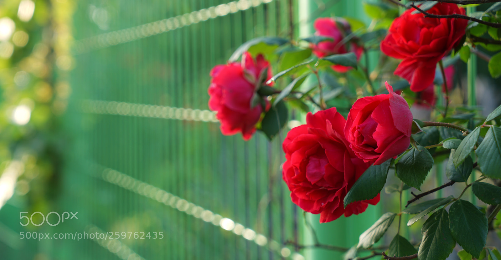 Sony a7 II sample photo. Dsc photography