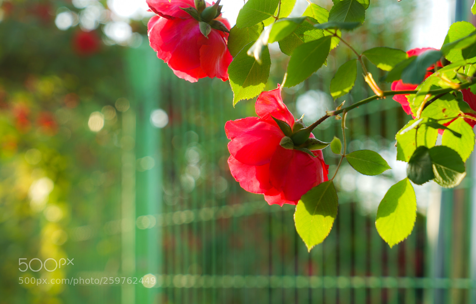 Sony a7 II sample photo. 20140124-dsc01941-2.jpg photography
