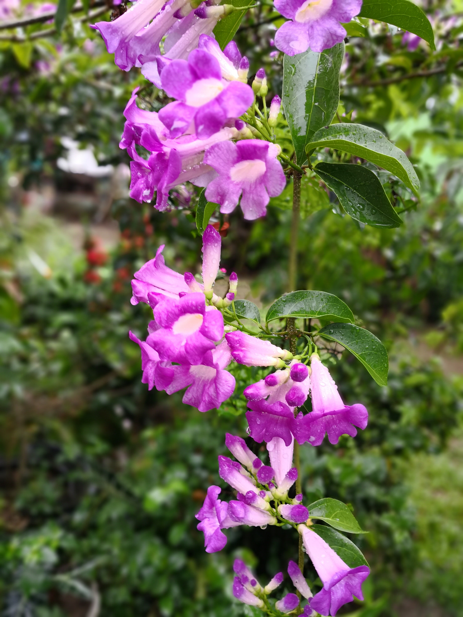 HUAWEI Mate 10 sample photo