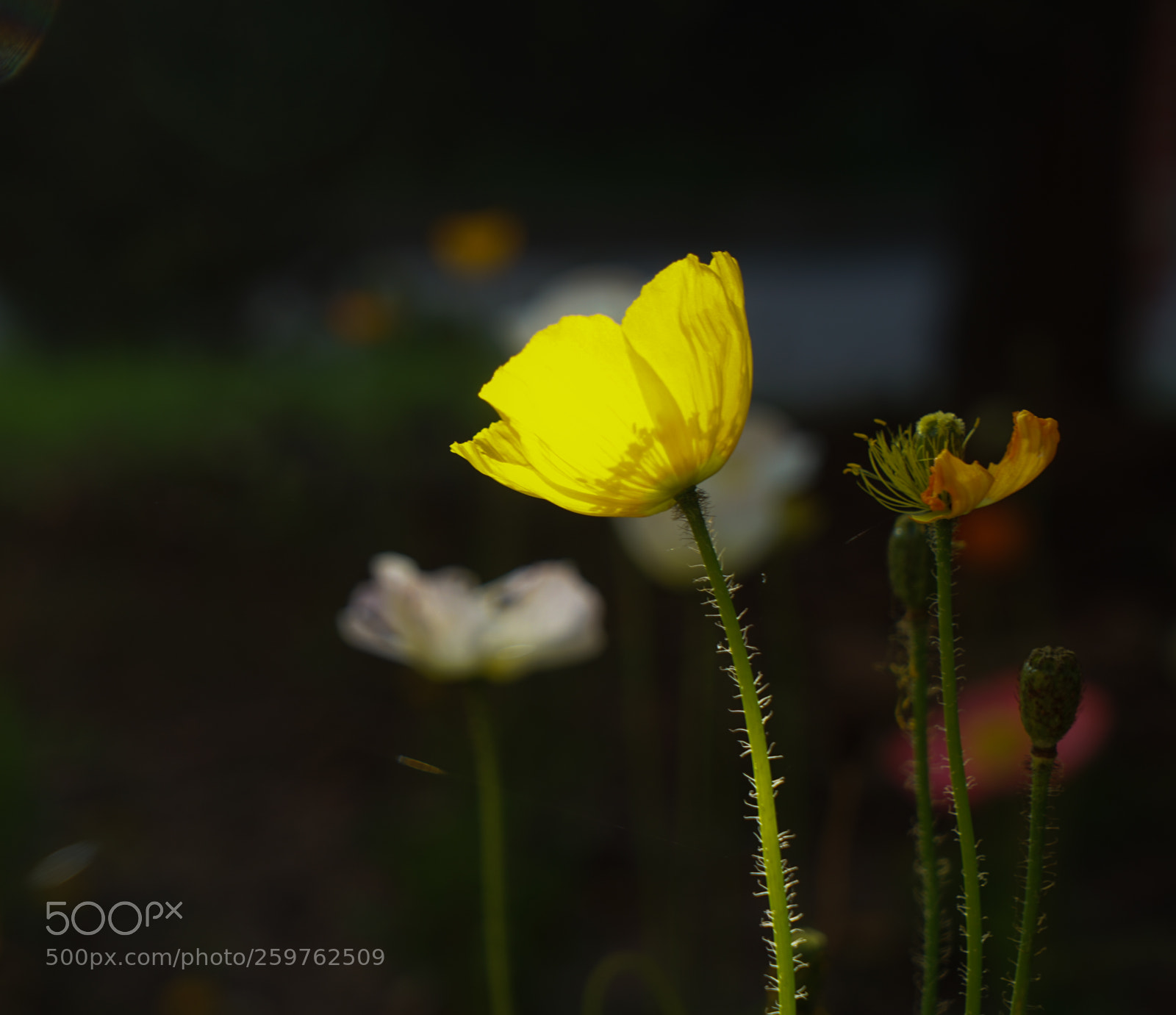 Sony a7 II sample photo. Dsc photography
