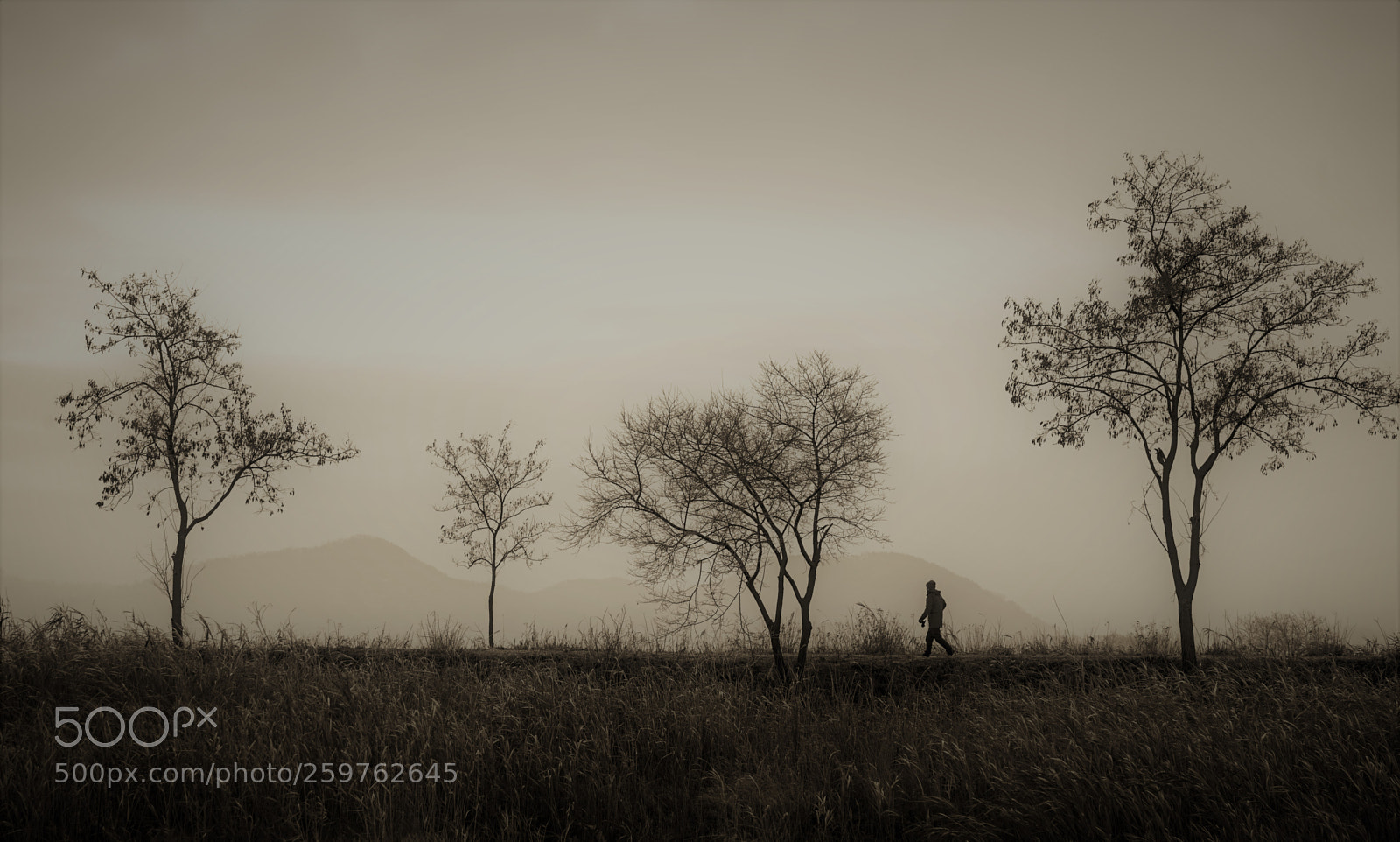 Sony a7 II sample photo. Dsc photography