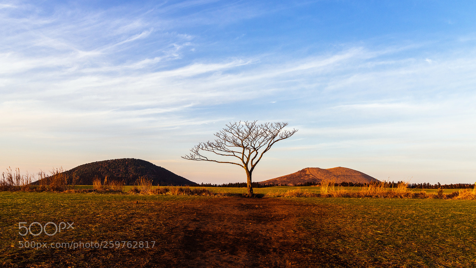Nikon D810 sample photo. Tree photography