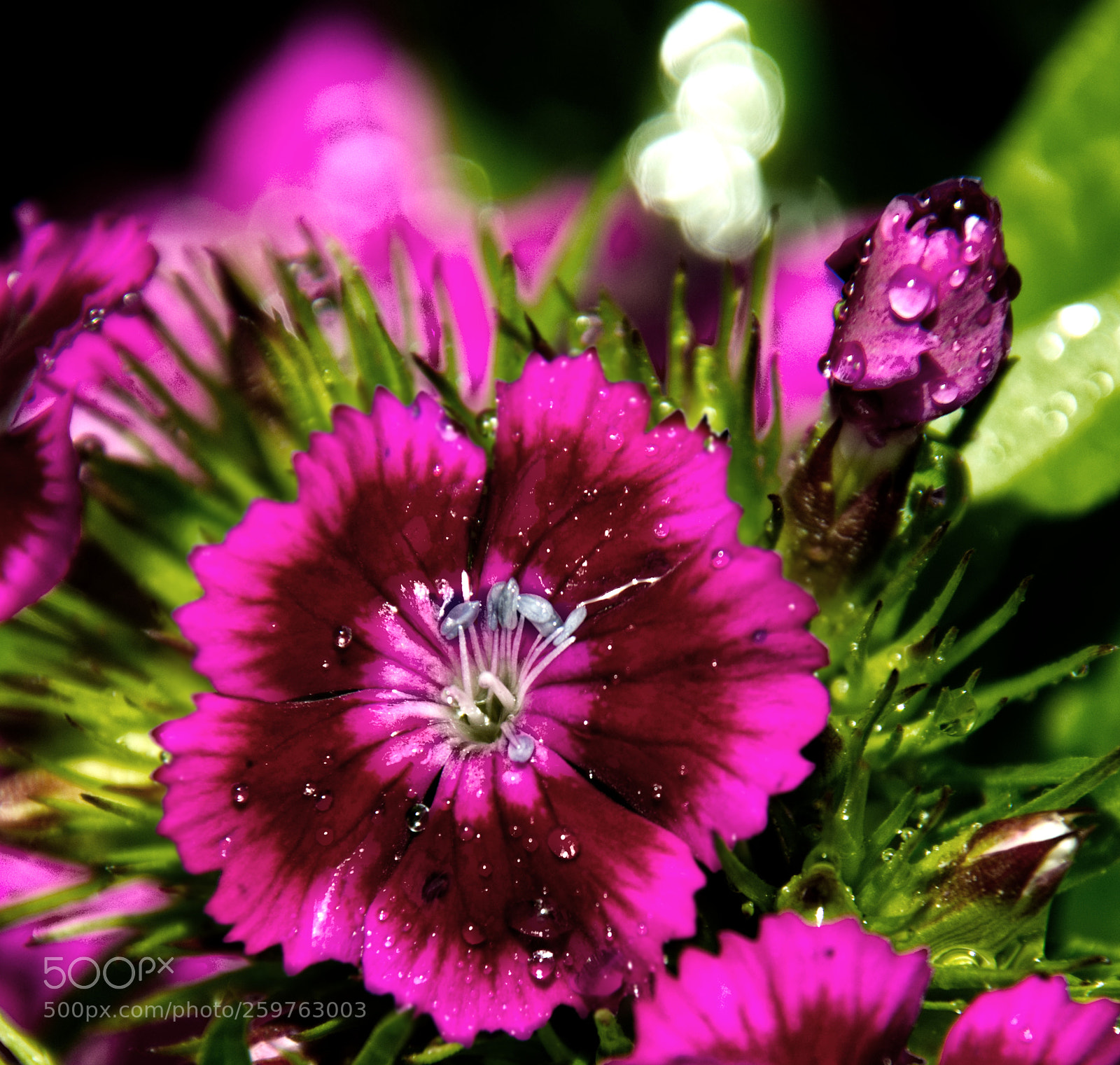 Nikon D7200 sample photo. Dianthus barvarini rose photography
