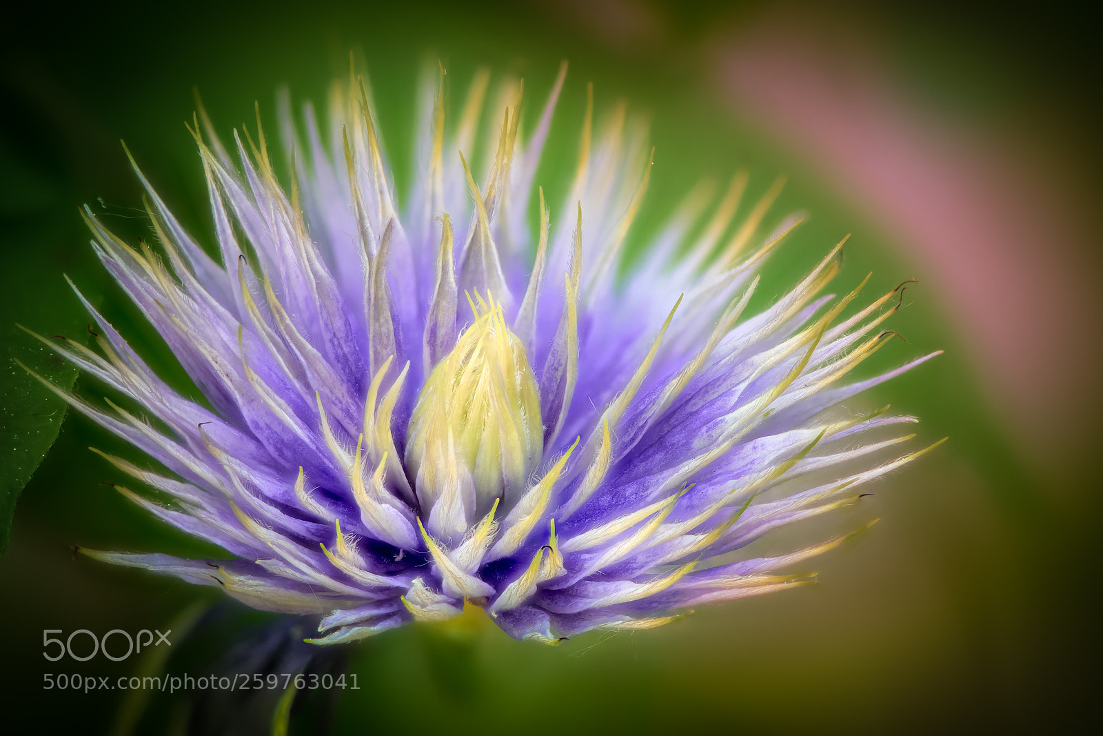 Nikon D850 sample photo. Clematis photography