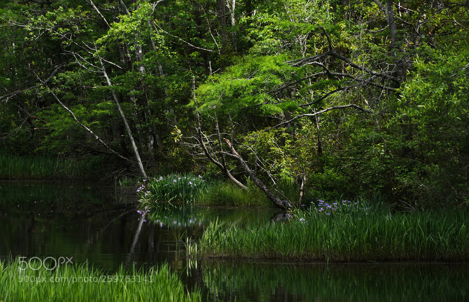 Sony a7R III sample photo. Glen photography