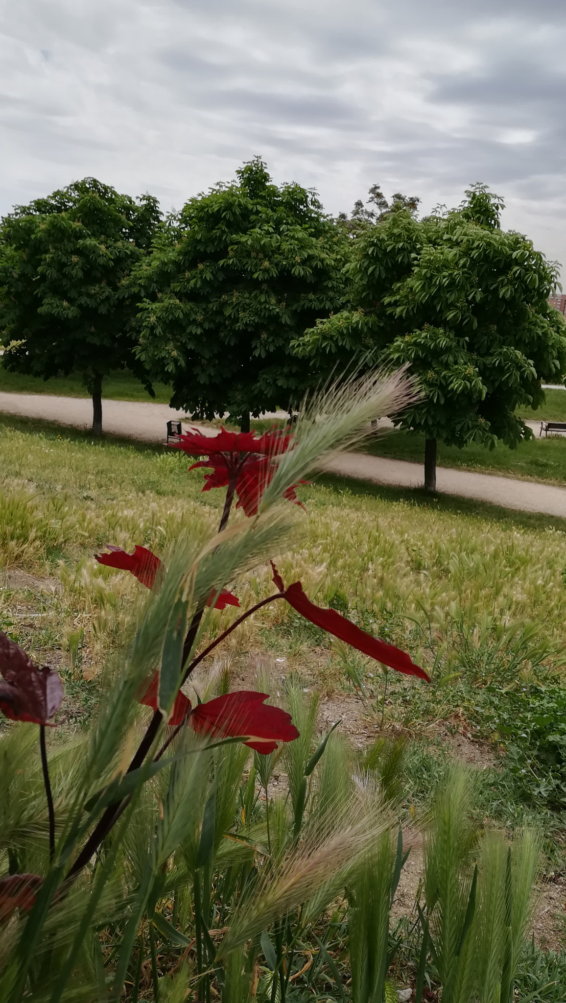 HUAWEI PRA-LX1 sample photo. La consagración de la primavera photography