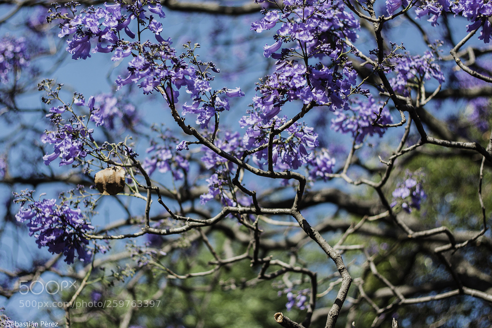 Canon EOS 50D sample photo. Jacarandas photography