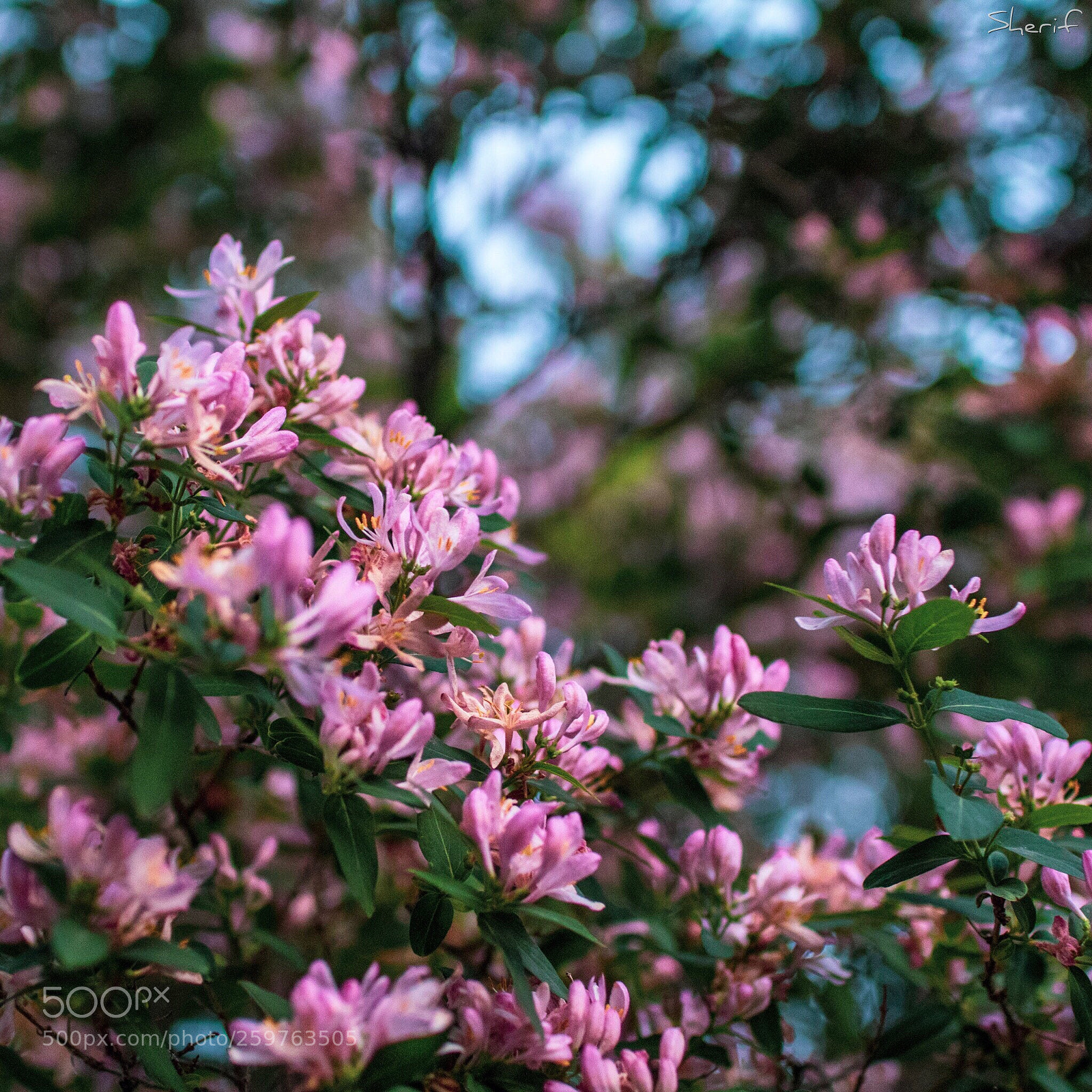 Canon EOS 750D (EOS Rebel T6i / EOS Kiss X8i) sample photo. Nice flowers  photography