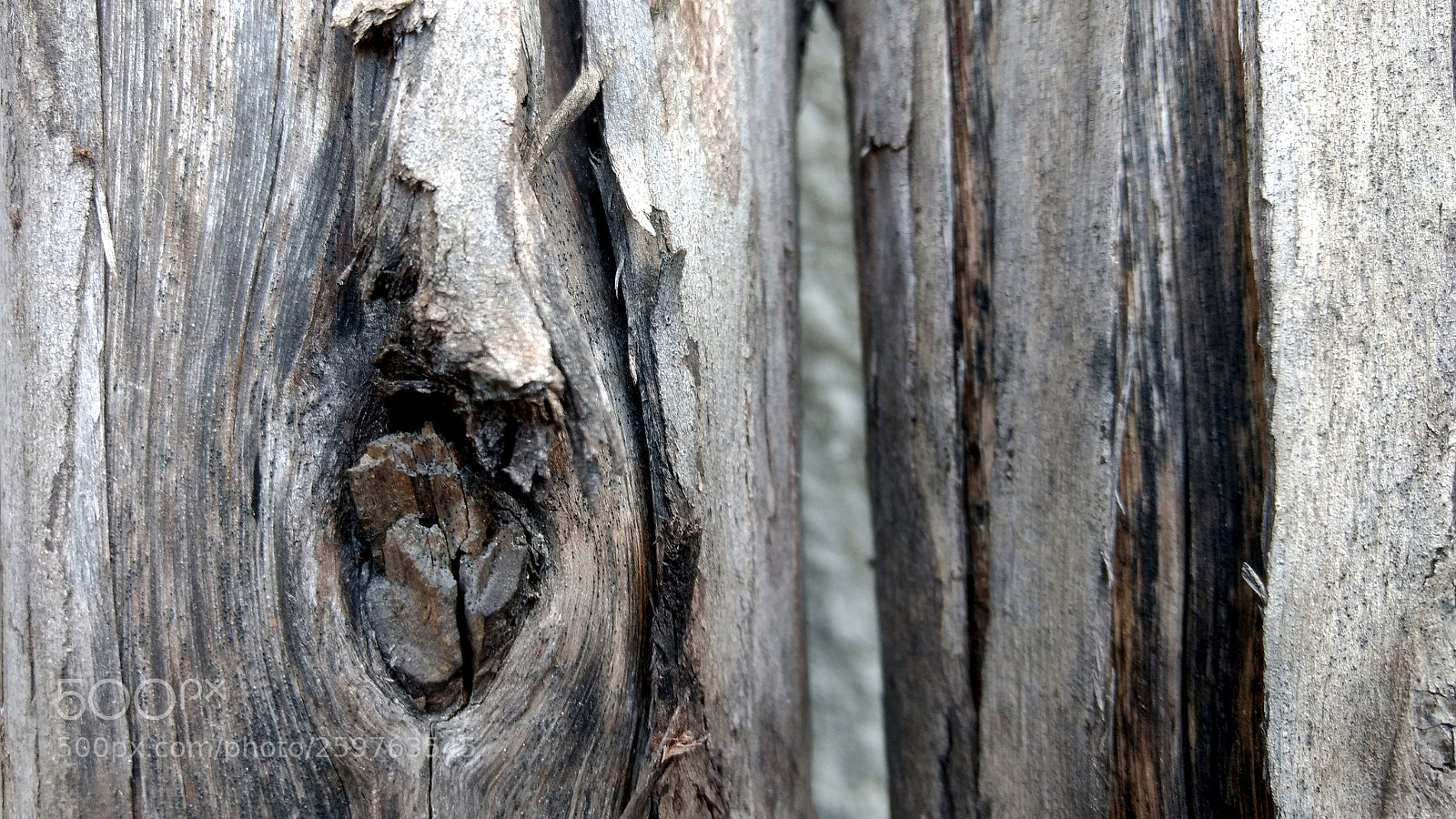 Motorola Moto G (4) sample photo. Woods photography