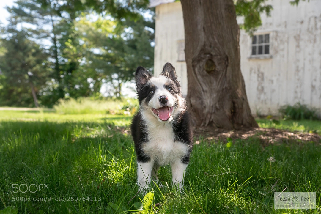 Sony ILCA-77M2 sample photo. Finley photography