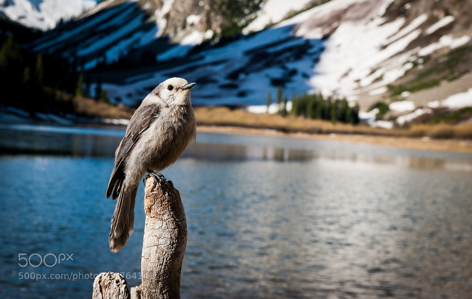 Nikon D3 sample photo. Bird while hiking near photography