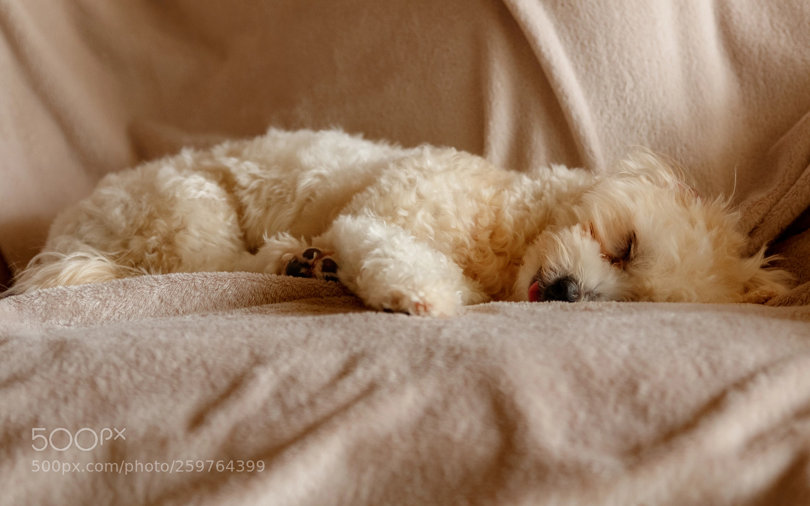 Canon EOS 7D Mark II sample photo. Buddy photography