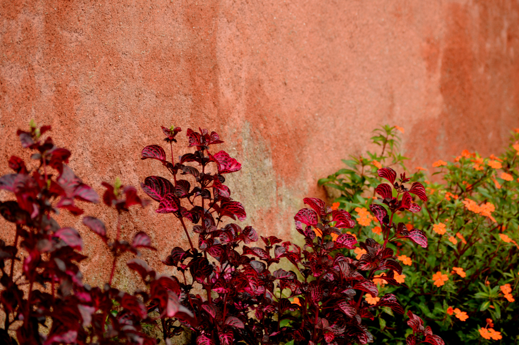 Nikon D3200 sample photo. Orange wall photography