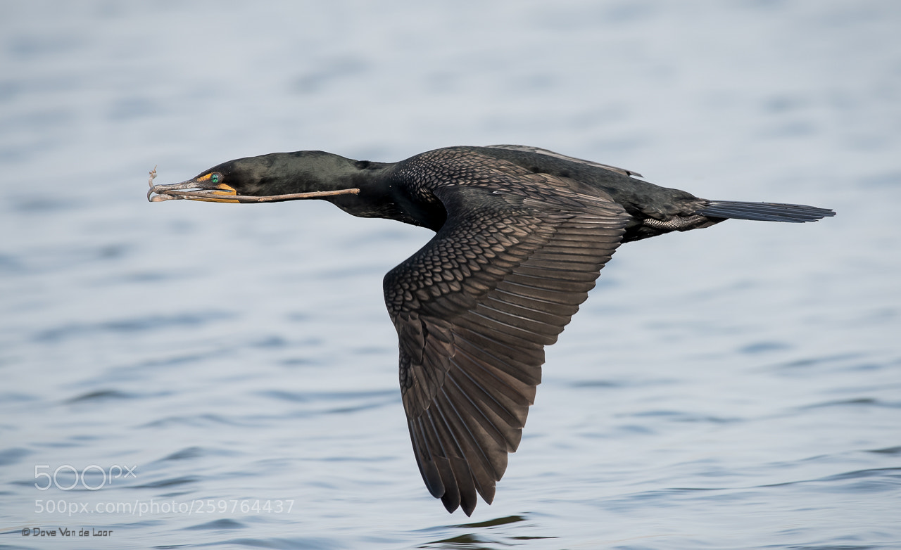 Nikon D810 sample photo. Double-crested cormorant photography