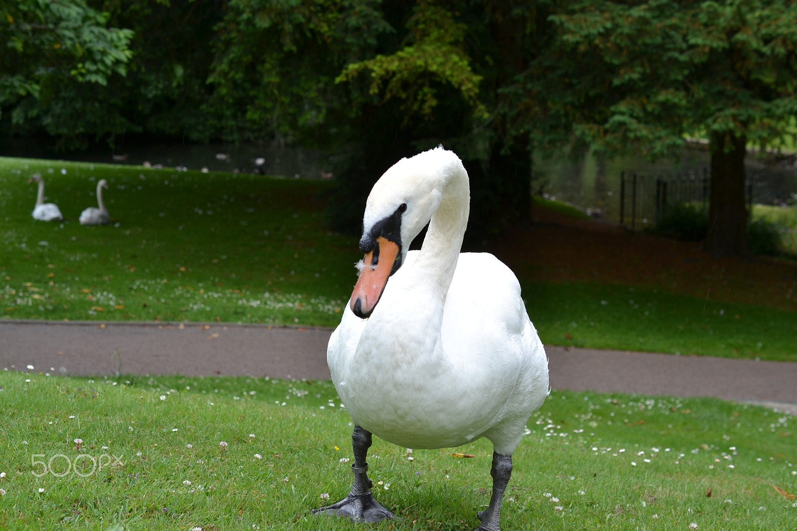 Nikon AF-S DX Micro Nikkor 40mm F2.8 sample photo. Inquisitive swan photography