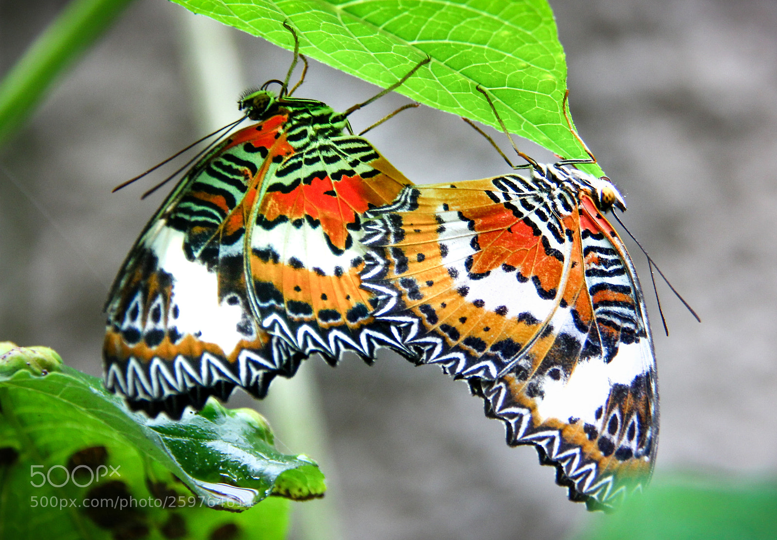 Canon EOS 550D (EOS Rebel T2i / EOS Kiss X4) sample photo. Love is on leaf photography