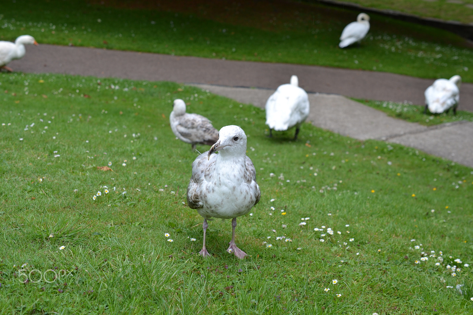 Nikon AF-S DX Micro Nikkor 40mm F2.8 sample photo. Seagull photography