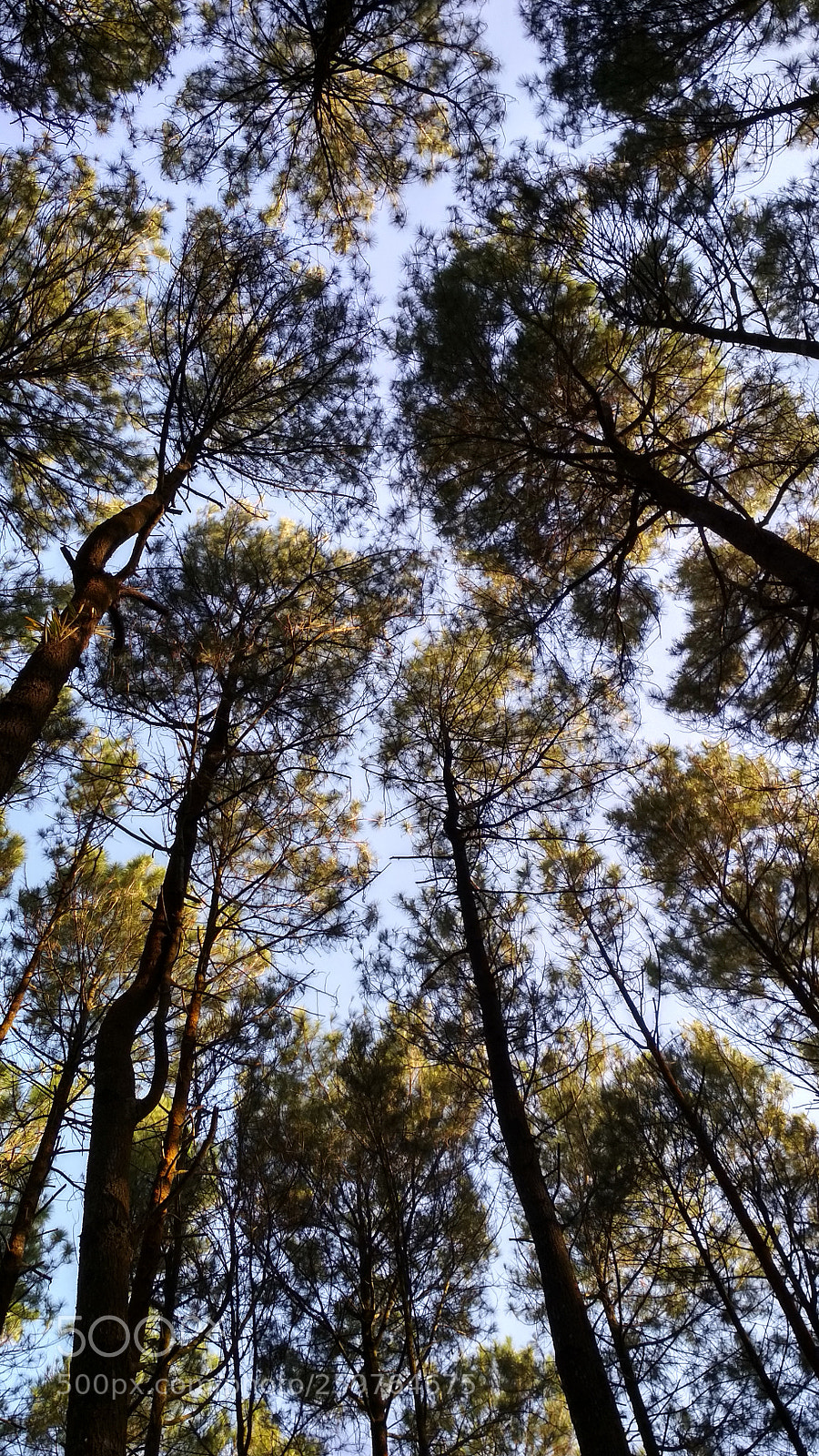 Xiaomi Redmi 4X sample photo. Pinus photography