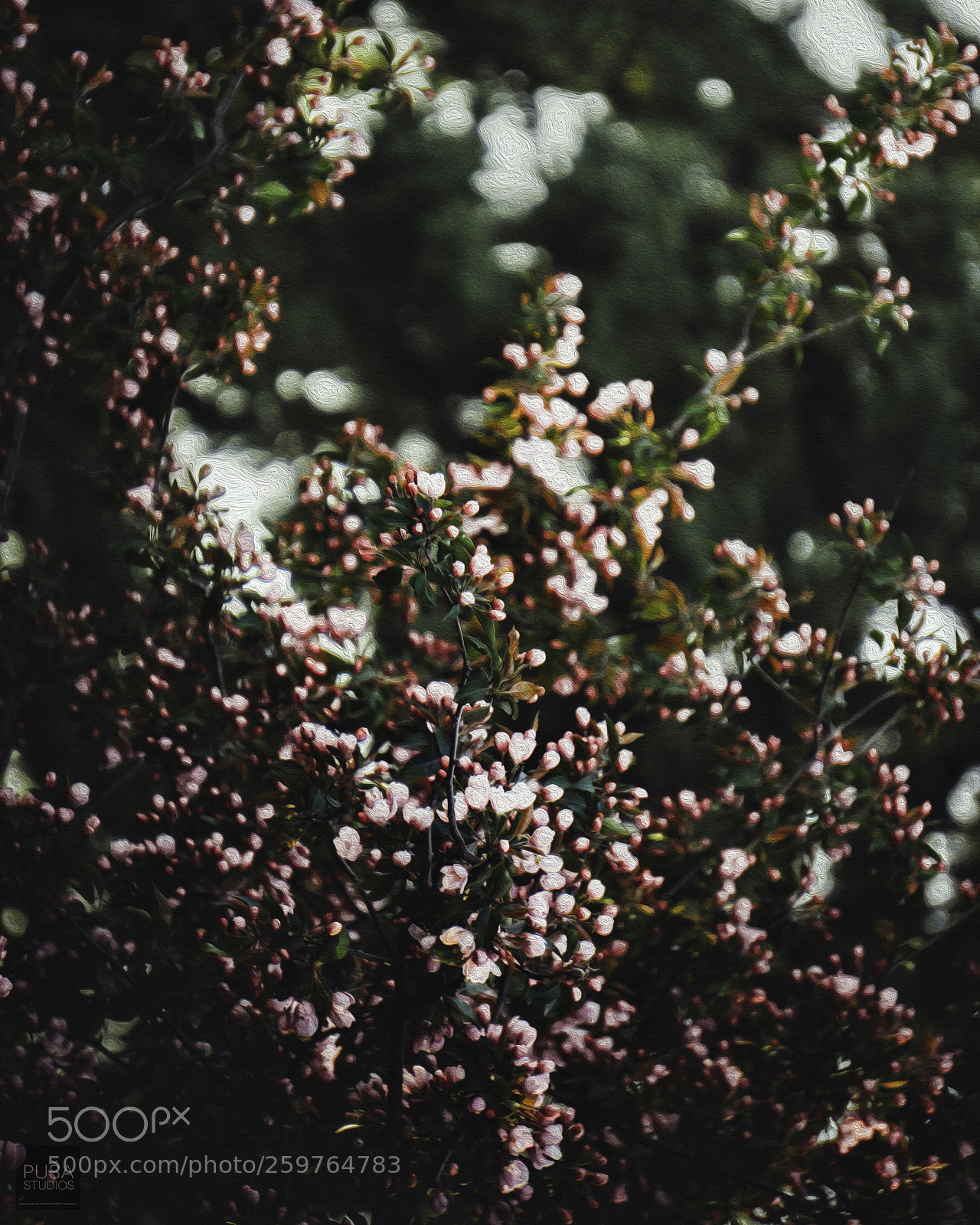 Sony a6000 sample photo. Moody spring: dark theme photography