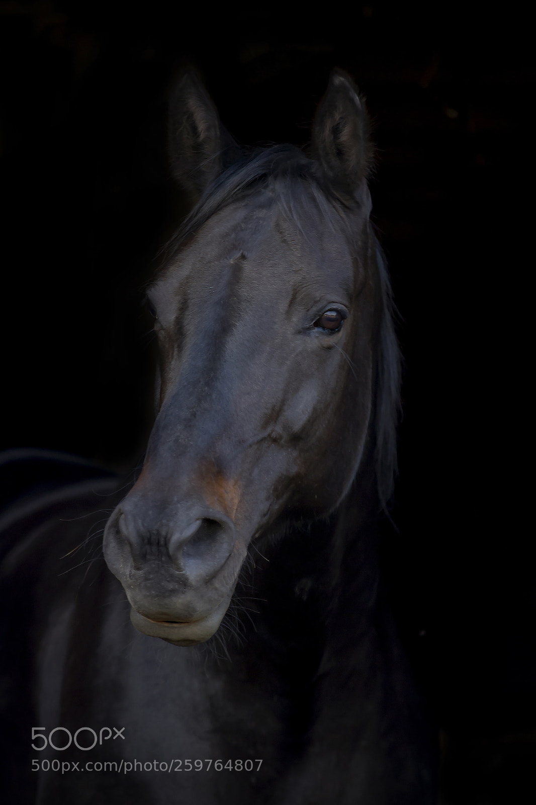 Canon EOS 7D sample photo. Standardbred mare photography