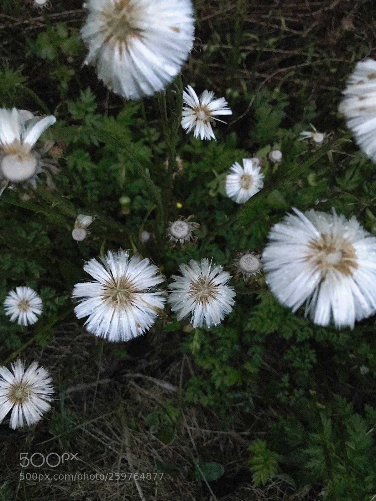 Apple iPhone 7 sample photo. Fleur de mai  photography