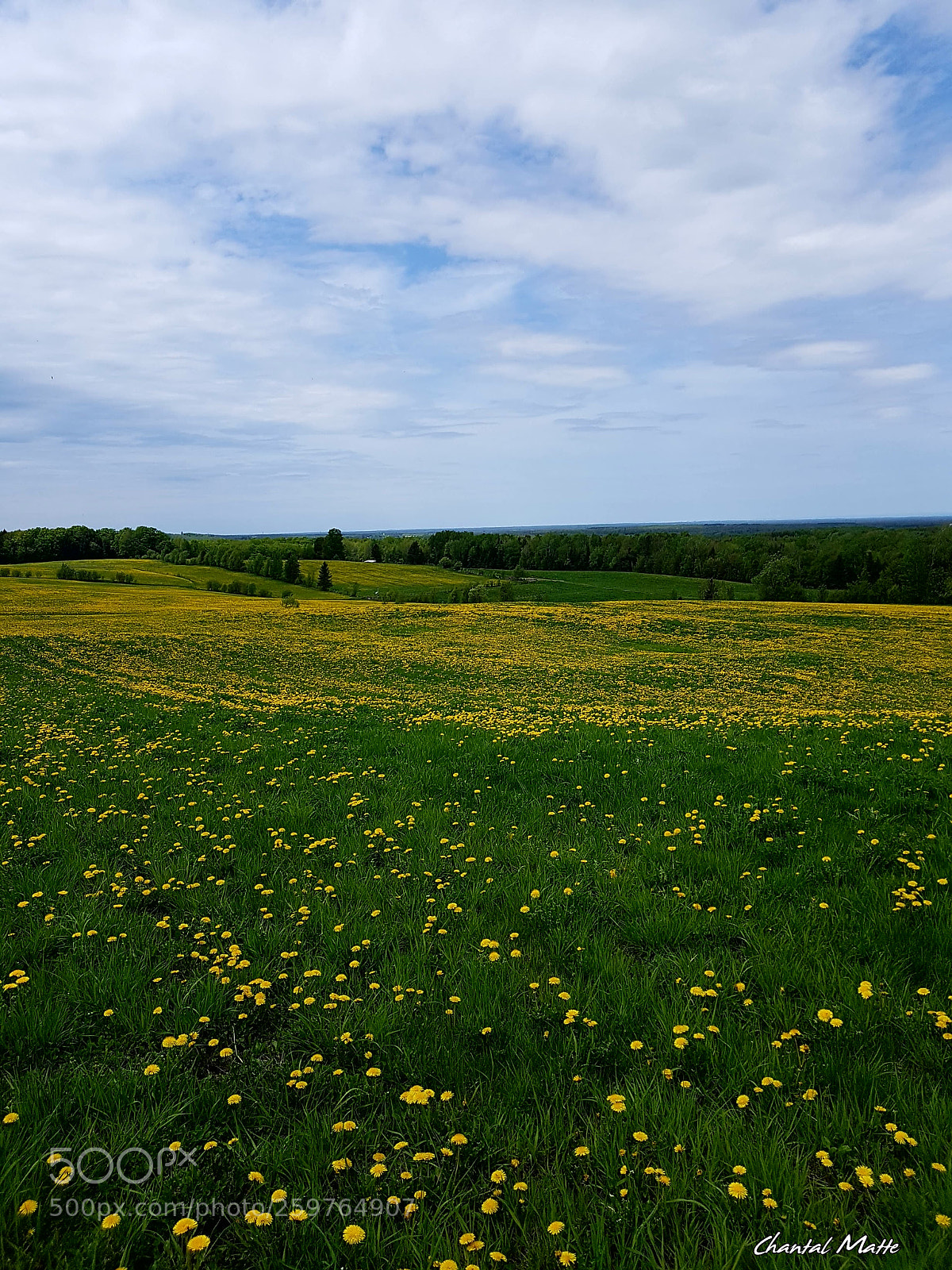 Samsung Galaxy S7 sample photo. Field of dandelions photography