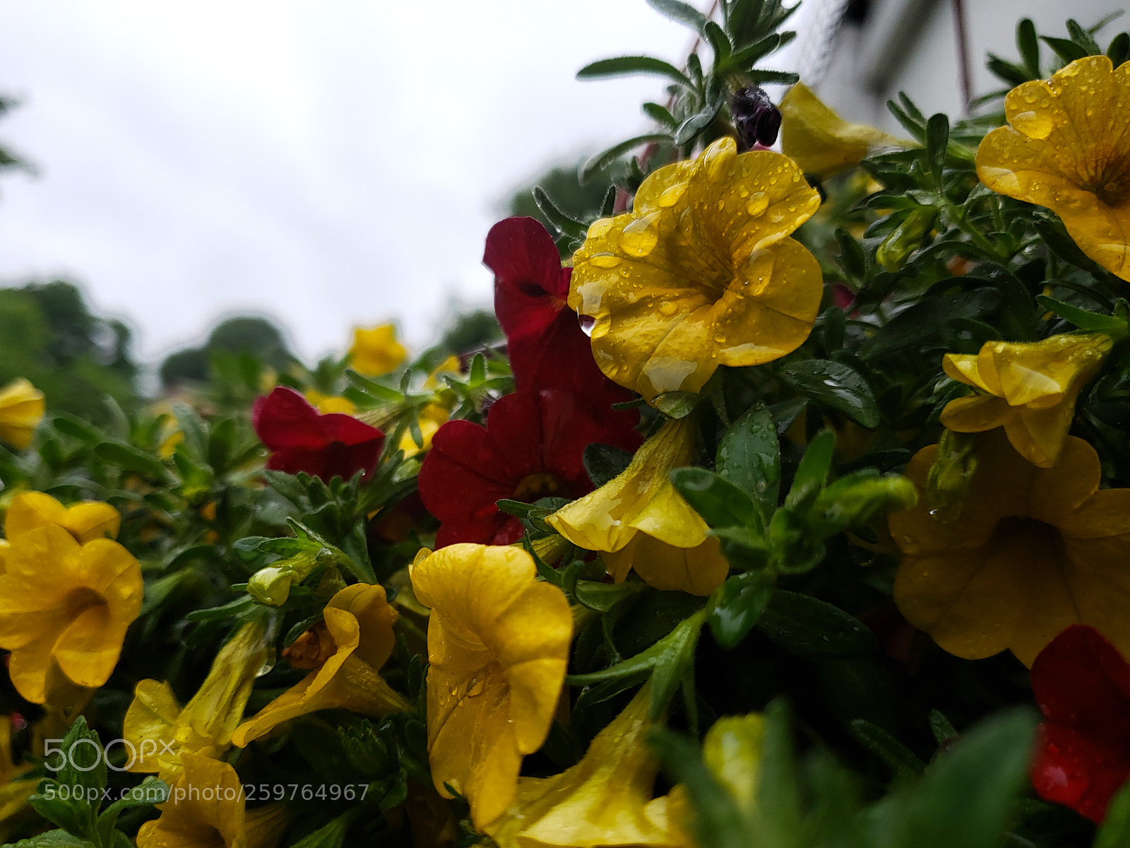 Samsung Galaxy S9+ sample photo. Flowers photography