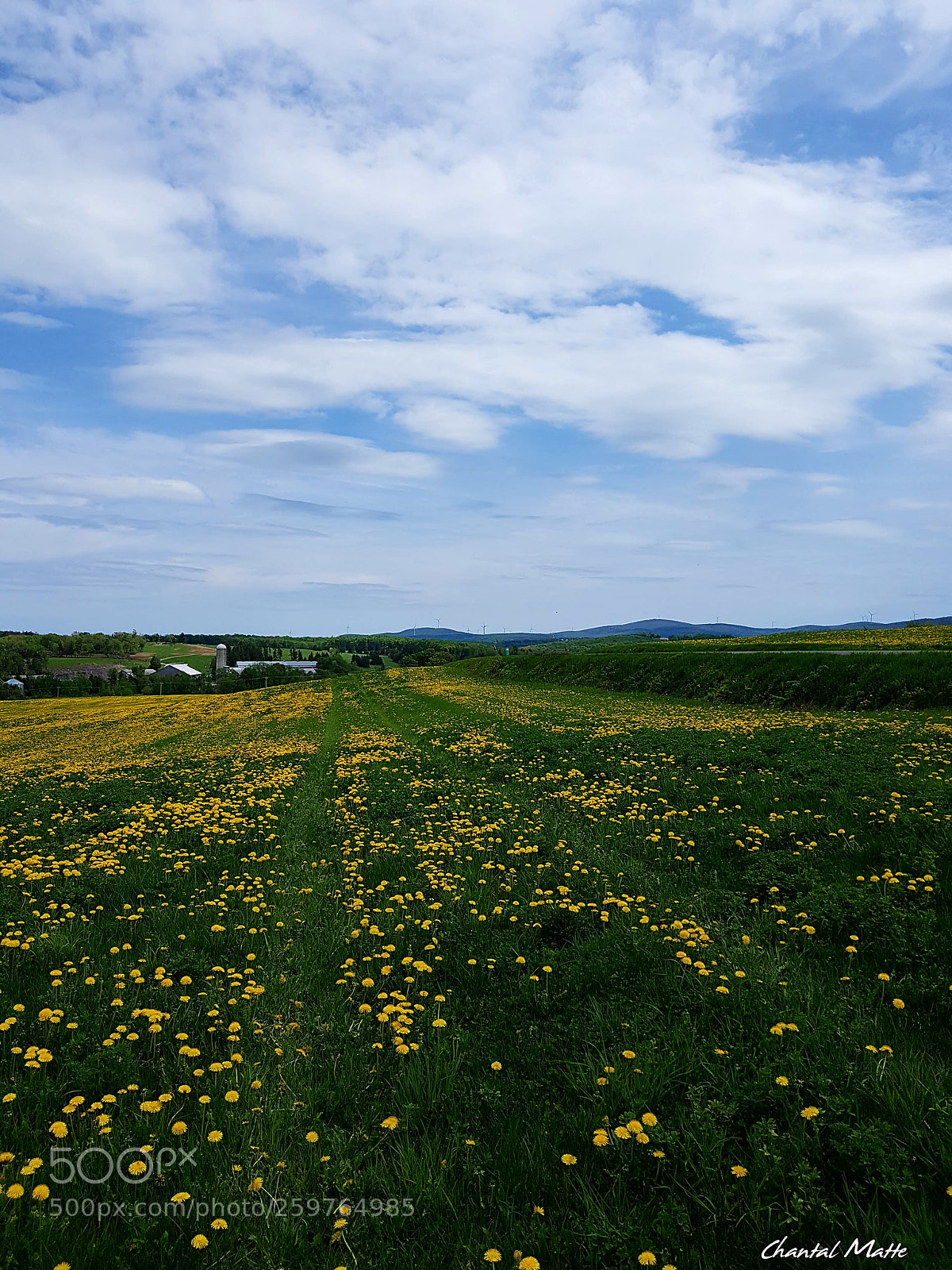 Samsung Galaxy S7 sample photo. Field of dandelions #2 photography