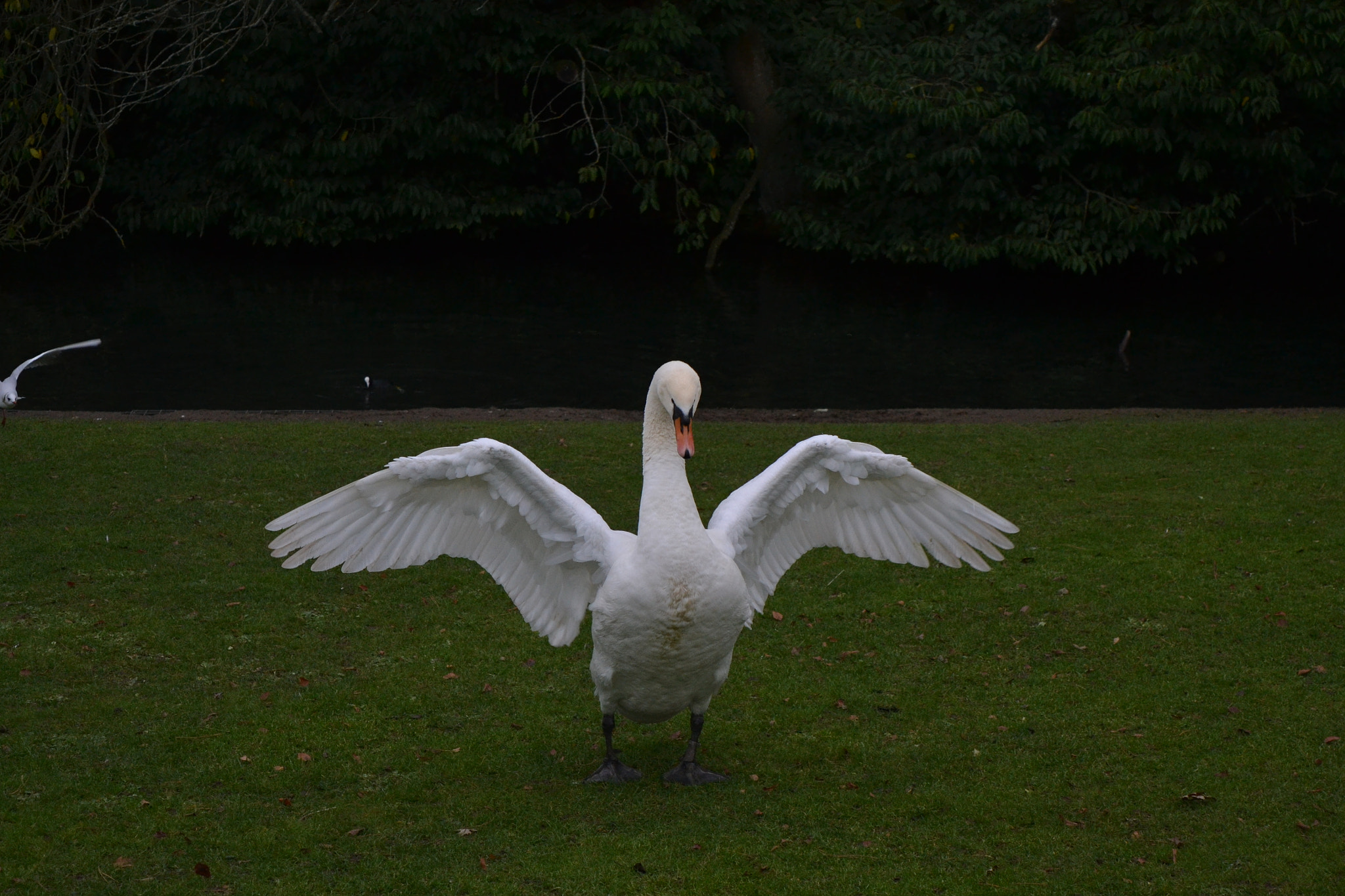 Nikon D3100 sample photo. Swan photography
