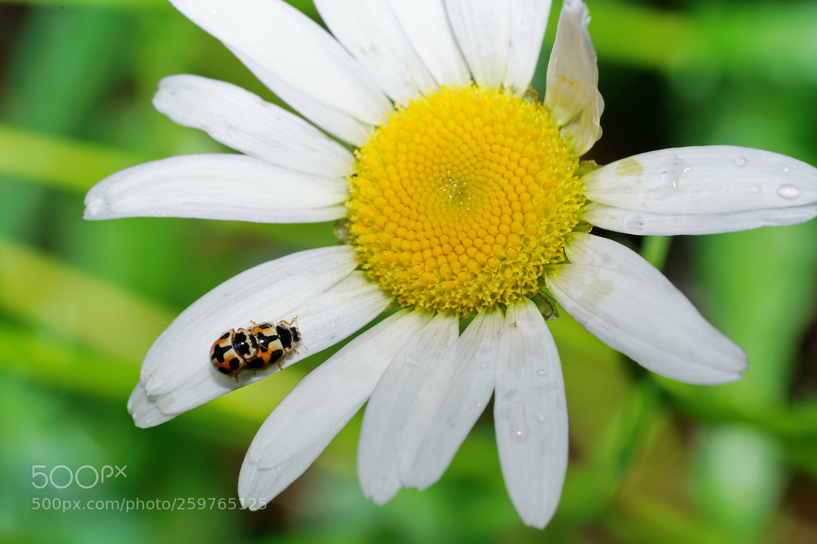 Sony a7R II sample photo. Ar photography