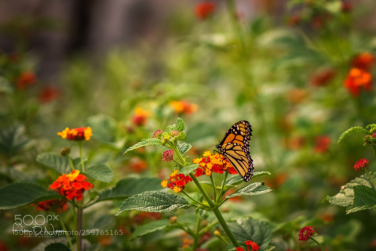 Nikon D750 sample photo. Monarch butterfly photography