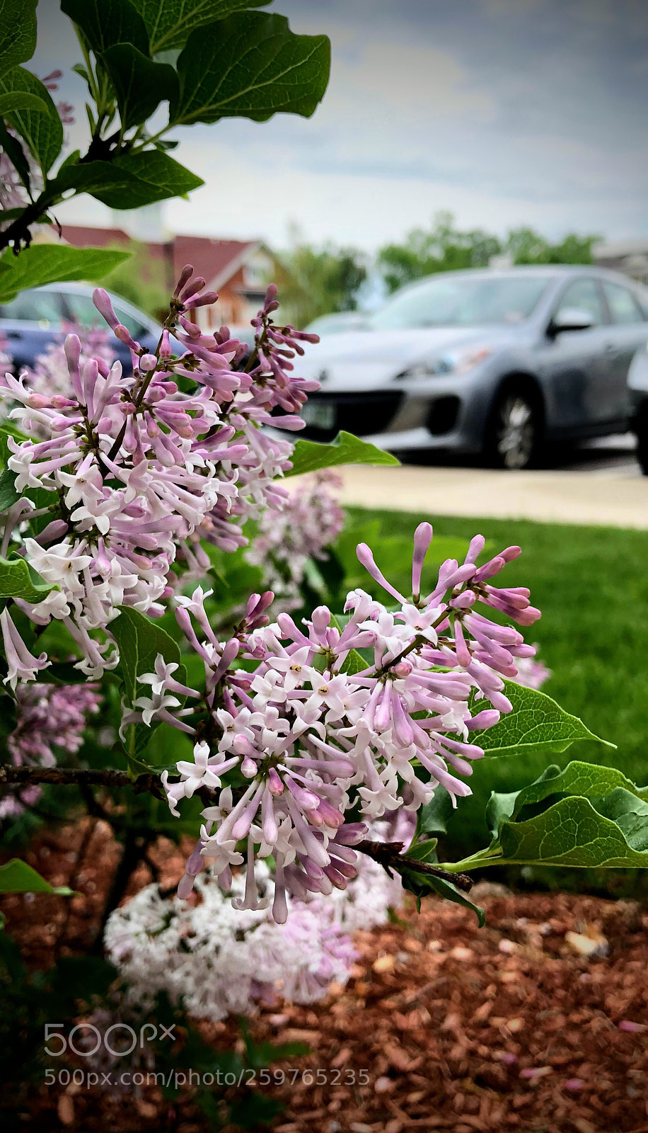 Apple iPhone X sample photo. Untitled photography