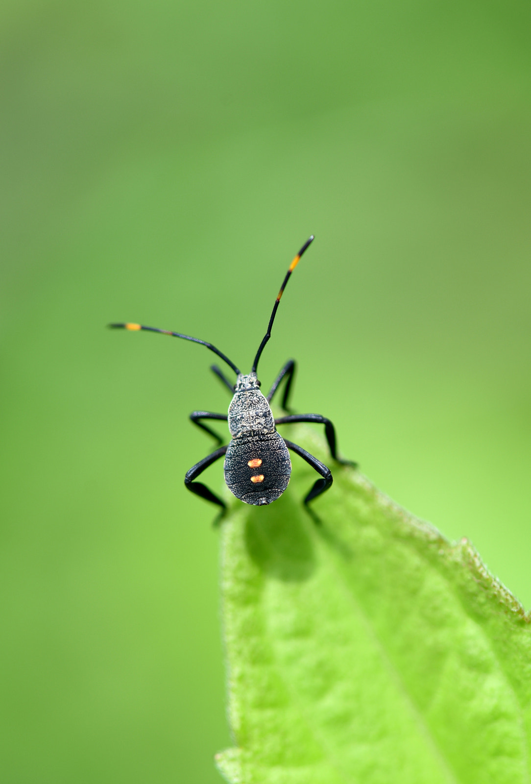Nikon AF-S Micro-Nikkor 105mm F2.8G IF-ED VR sample photo. Black shield beetle photography