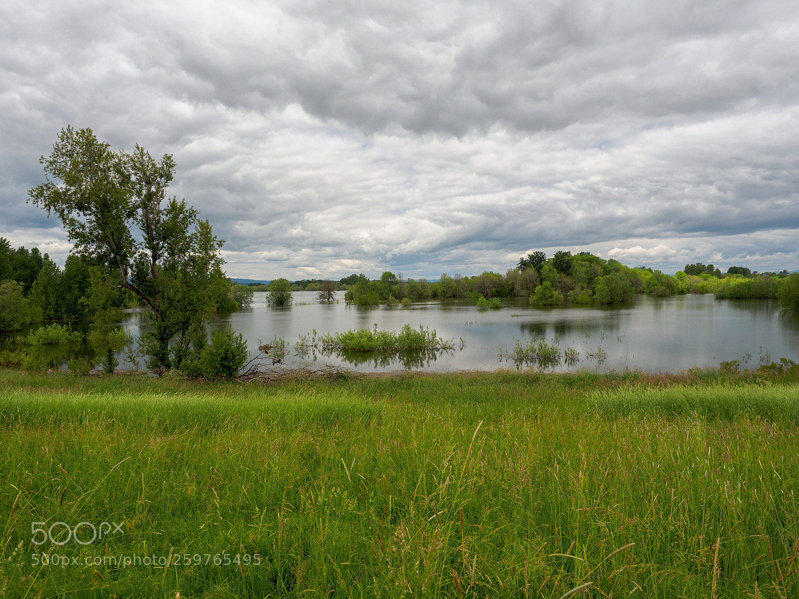 Olympus OM-D E-M5 II sample photo. Sauvie island wildlife area photography