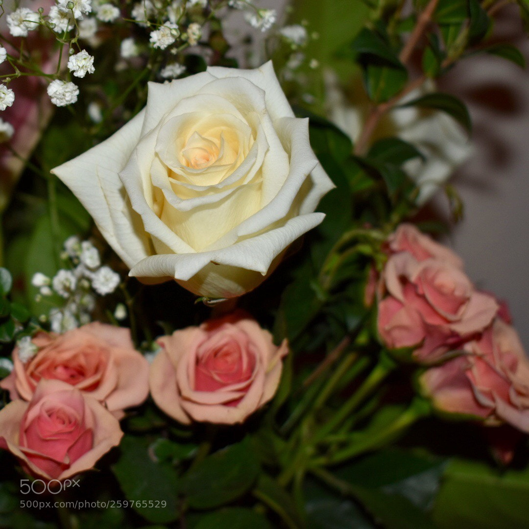 Nikon D3400 sample photo. Roses, roses, roses! photography