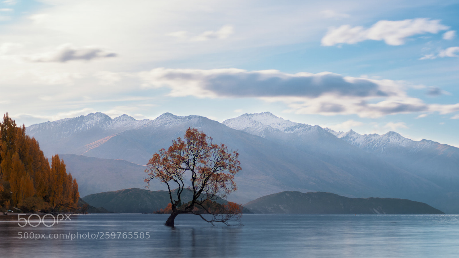 Fujifilm X-T2 sample photo. The wanaka tree photography