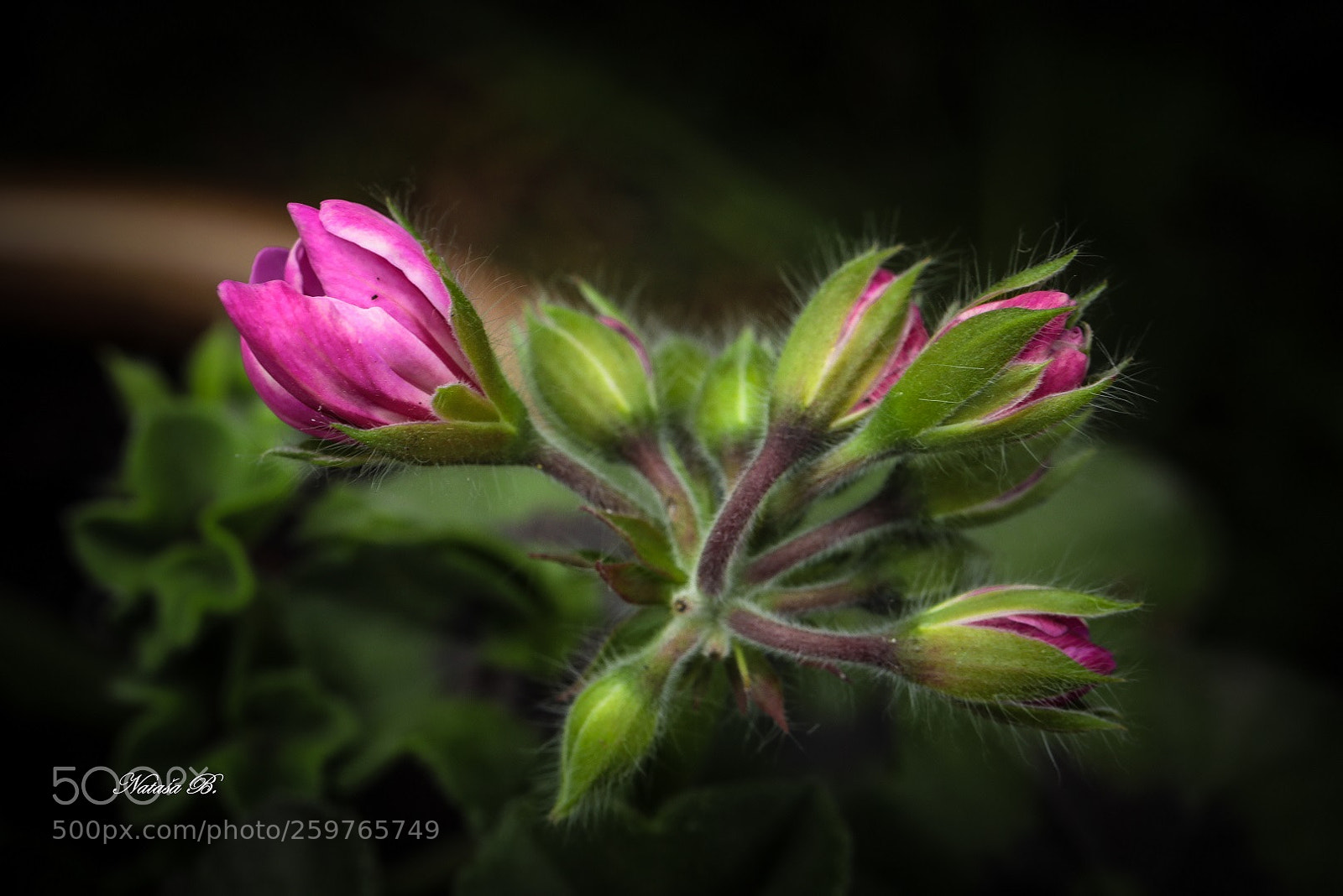 Canon EOS 5D Mark IV sample photo. Spring in my garden... photography