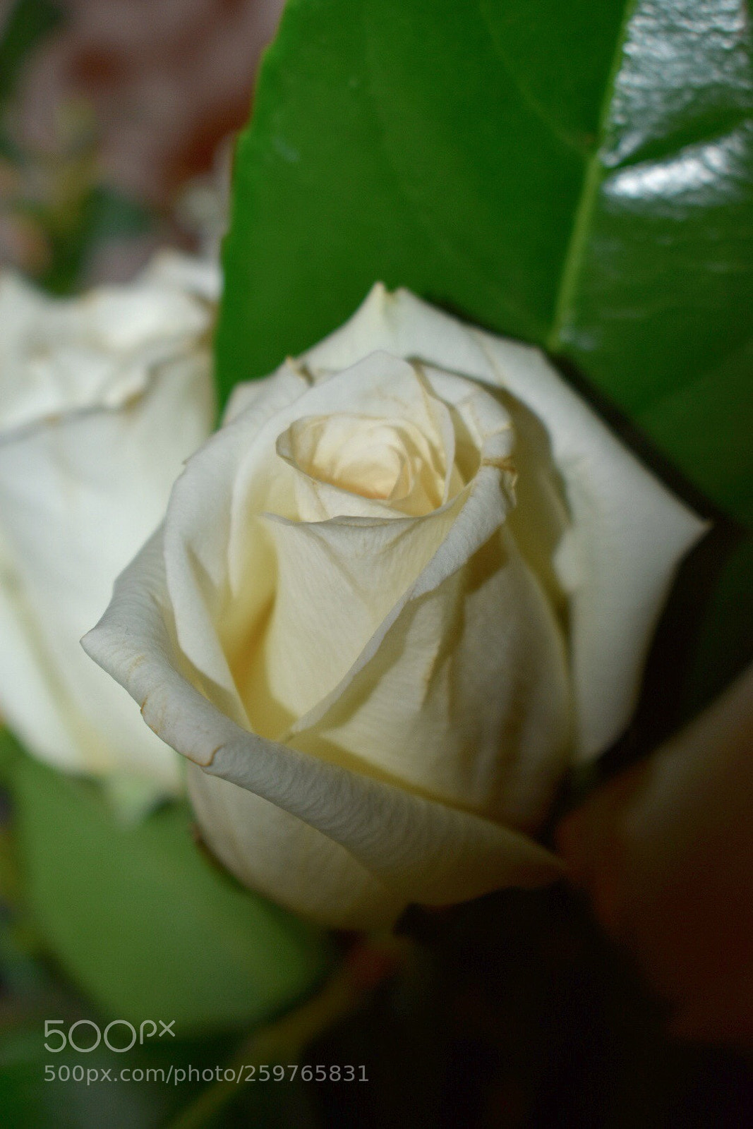 Nikon D3400 sample photo. White roses photography