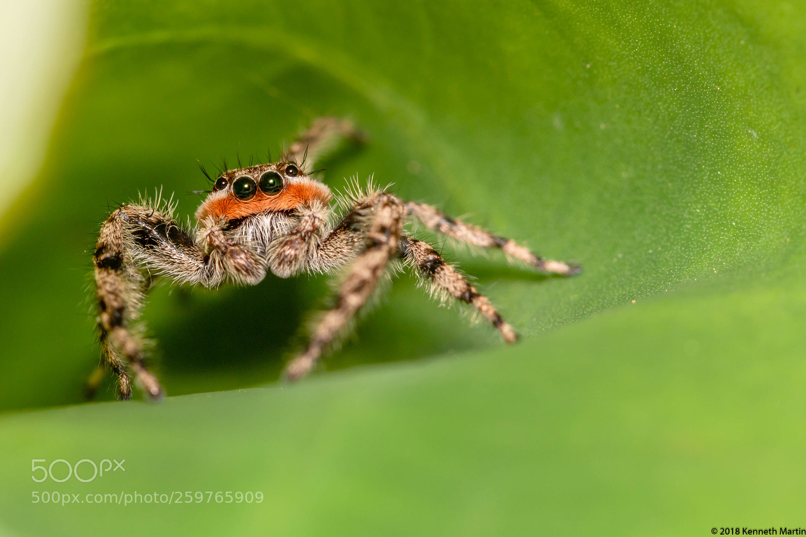 Canon EOS 70D sample photo. The eyes have it photography