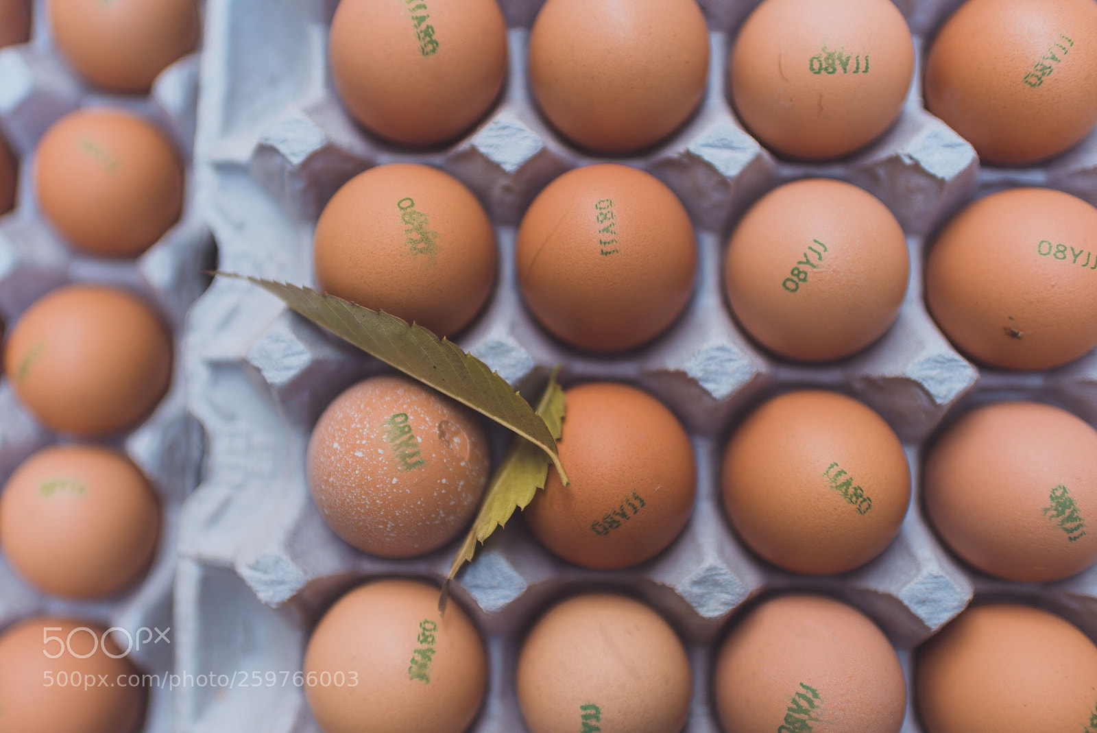 Nikon D750 sample photo. Egg photography