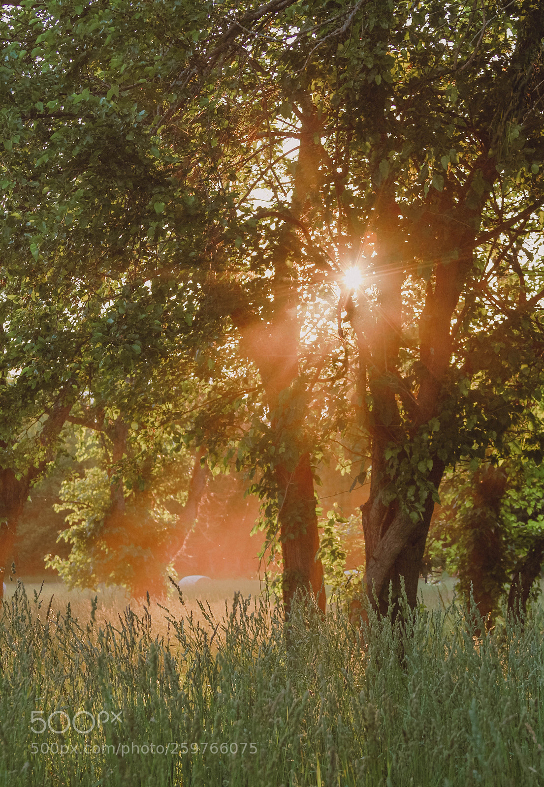 Canon EOS 7D sample photo. Through the foliage photography