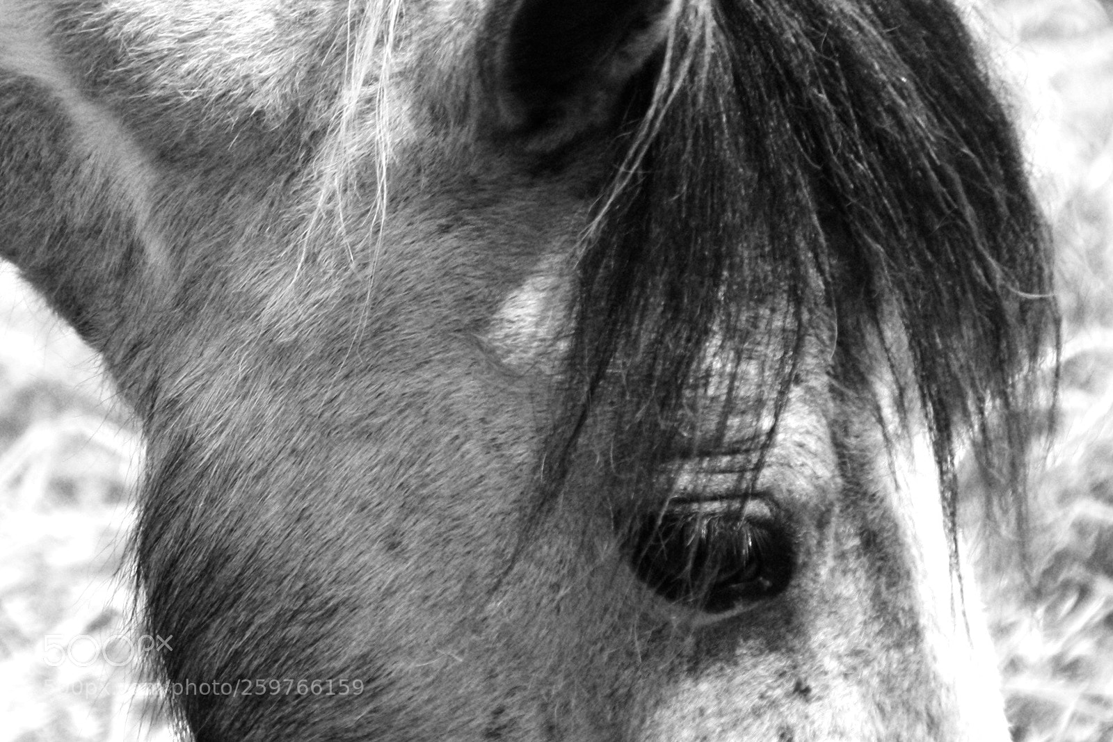 Canon EOS 1000D (EOS Digital Rebel XS / EOS Kiss F) sample photo. Horse photography