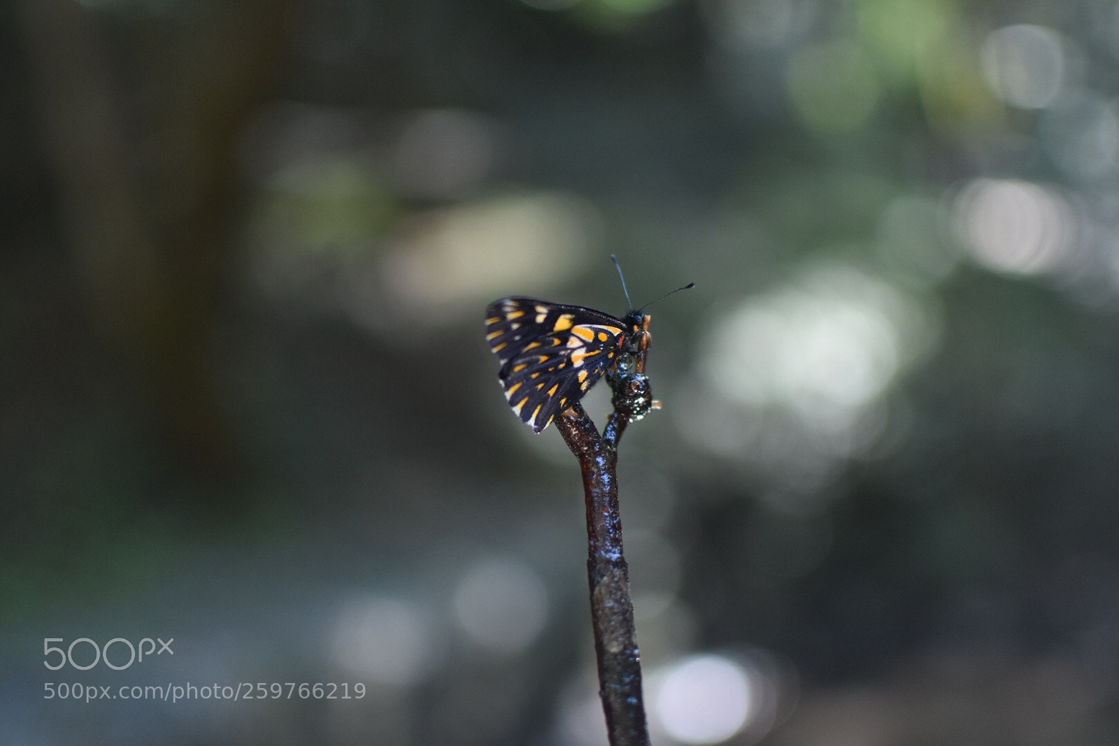 Nikon D3400 sample photo. Rescatando mariposas photography